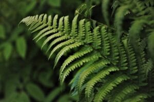 wedding-motif-tux green, ferns, flora