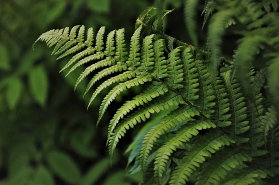 wedding-motif-tux green, ferns, flora