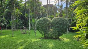 A Step-by-Step Guide to Achieving Tropical Elegance for Your Garden Wedding at Jardin de Miramar 3 Heart bush